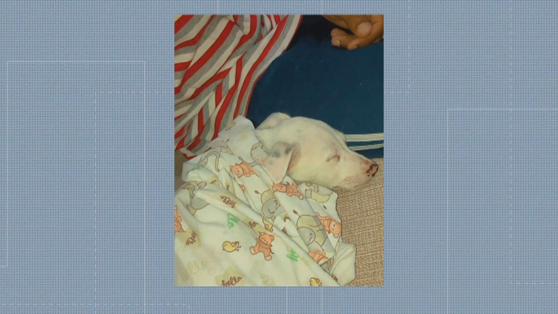 Após matar cachorro em Magé, atirador teria tentado acertar tutor; ‘Veio atrás, mas o tiro não acertou’: VÍDEO