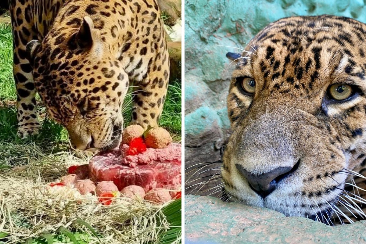 Onça-pintada de 21 anos morre no Parque Ecológico de Americana