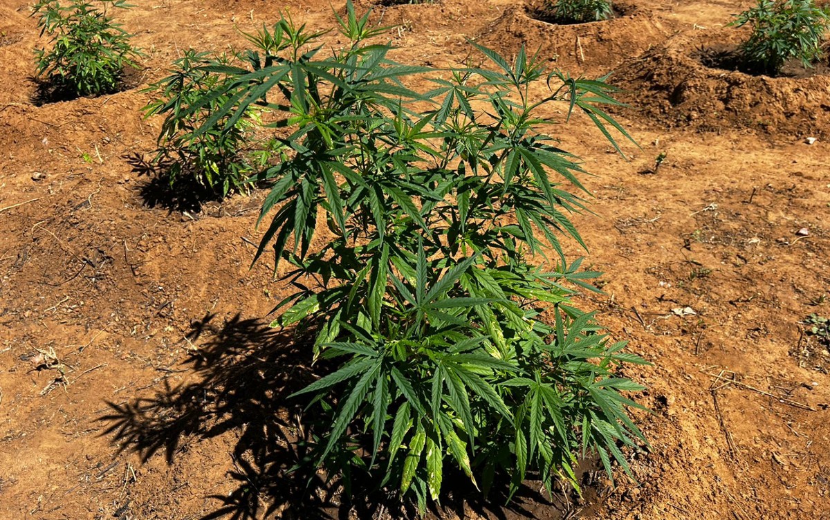 Porte de maconha: entenda o voto de Toffoli sobre o tema e quais são os próximos passos