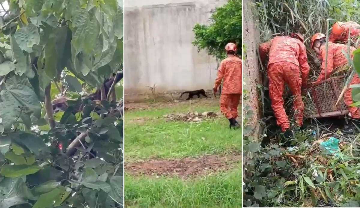 Espécie de macaco da Mata Atlântica é resgatada em área urbana de Pádua;  vídeo