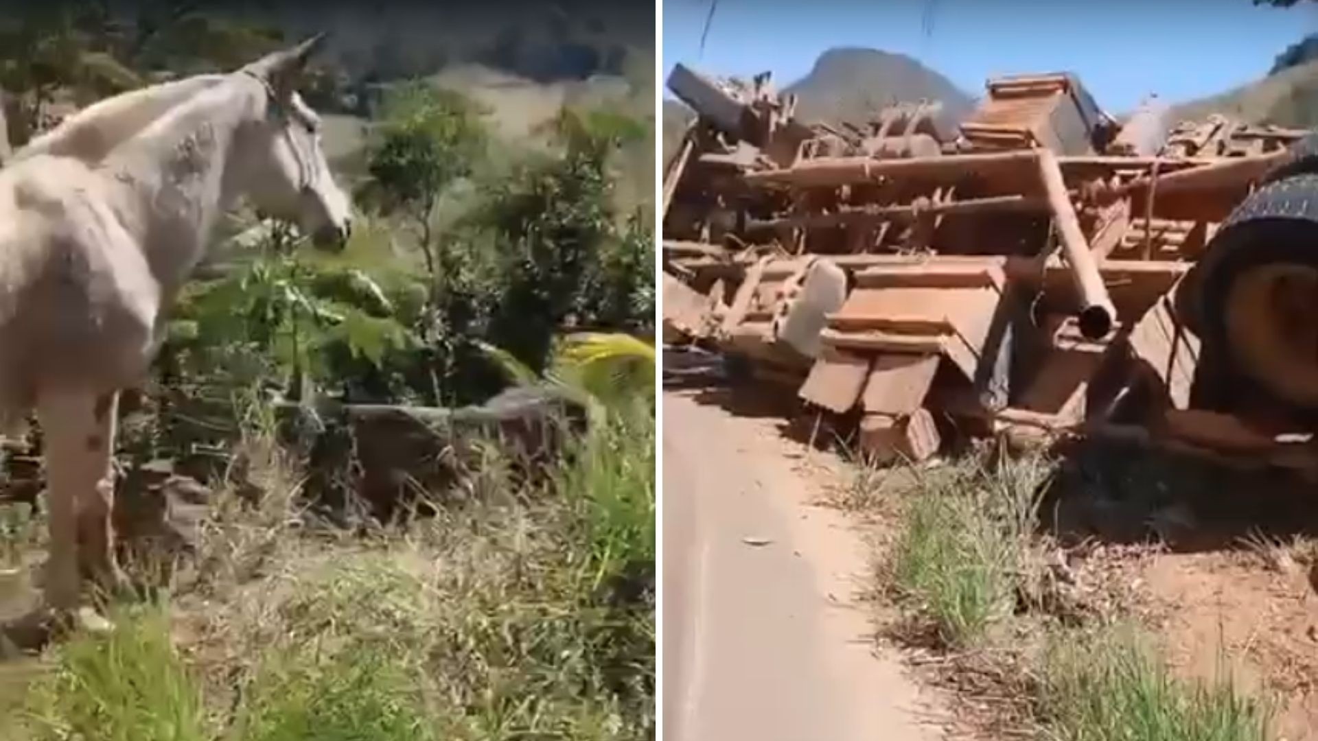 Caminhão que transportava cavalos tomba em curva na zona rural de Pancas; dois animais morreram