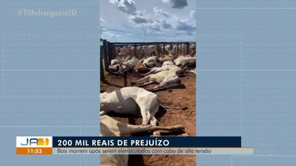 Mais de 80 bois morrem eletrocutados por cabo de alta tensão