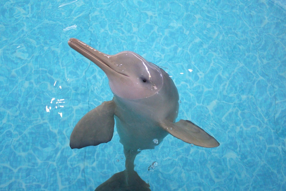 Morre Francisca, toninha que ficou mais de um ano em reabilitação em SC e virou marco na preservação da espécie