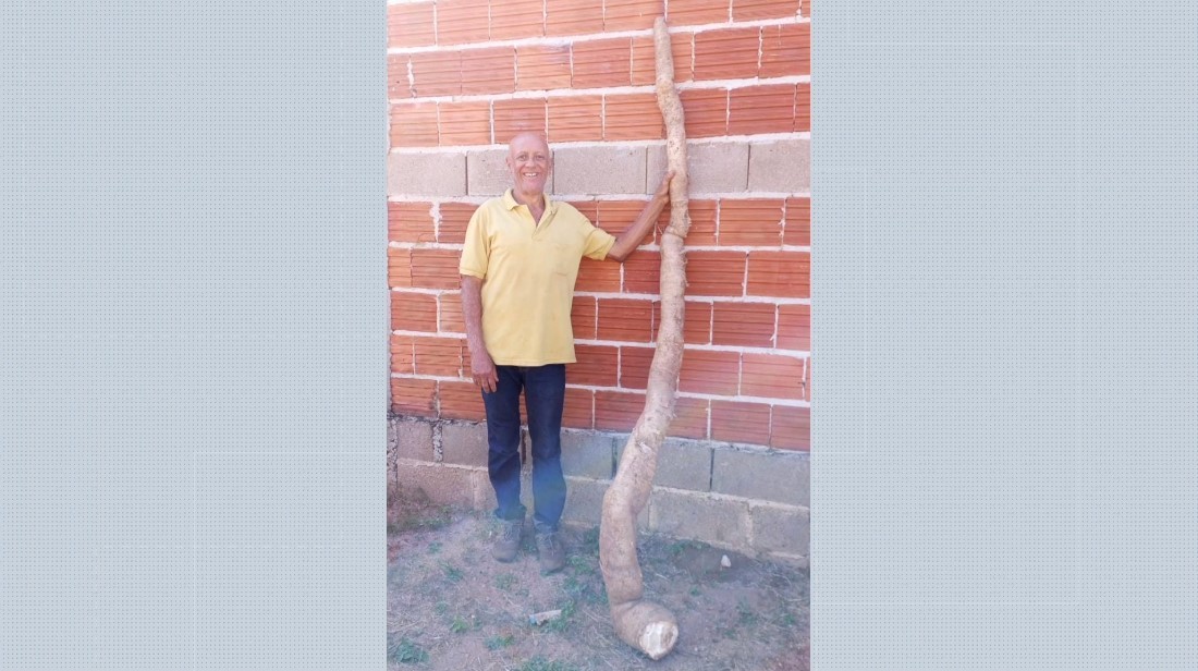 Produtor colhe mandioca gigante de 2,5 m no quintal de casa em SP: 'Fiquei sem saber o que fazer'