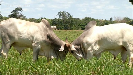 Melhora no preço da arroba do boi anima pecuaristas do Tocantins