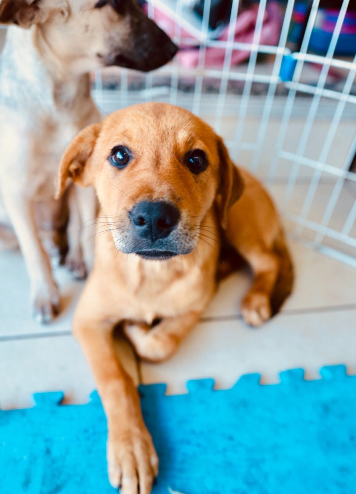 Feira de adoção de cães e gatos acontece neste sábado em Cabo Frio