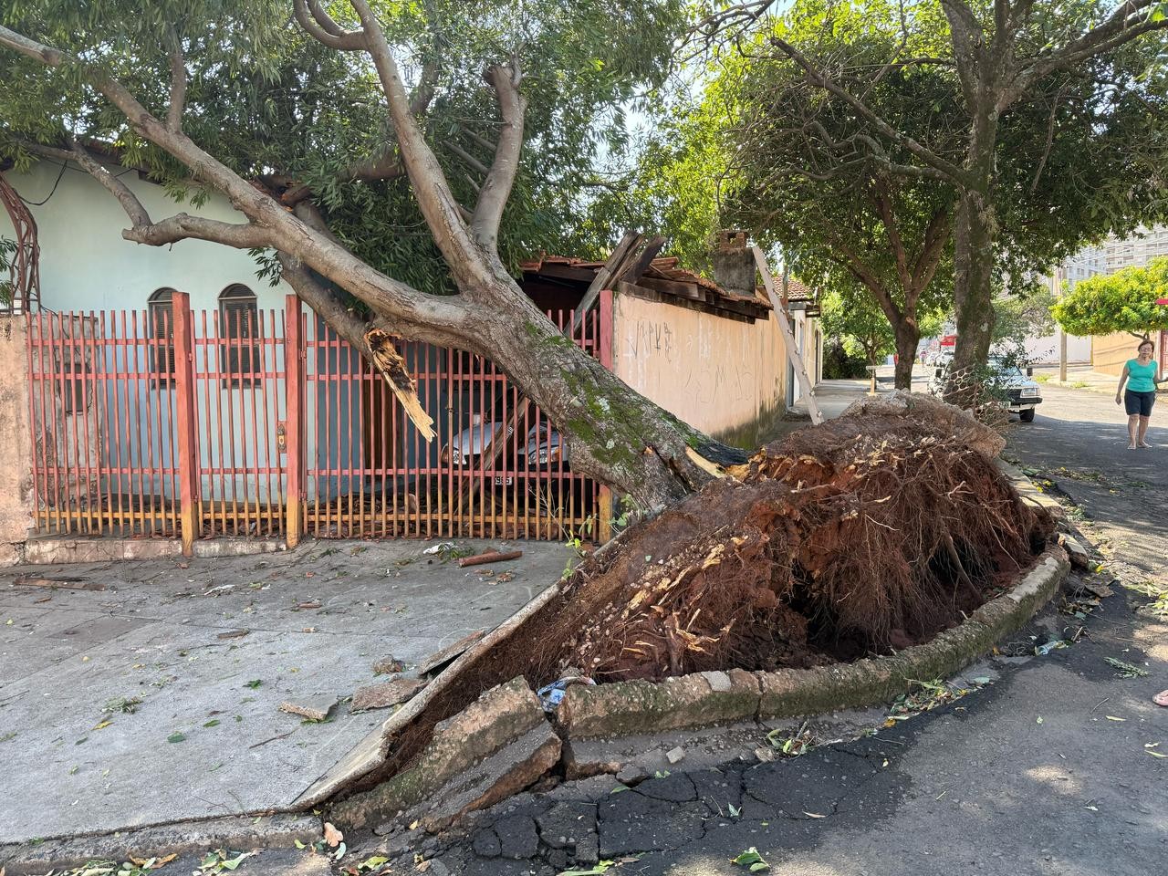 Trabalho de rescaldo após tempestade em Bauru continua após quatro dias; mais de 180 árvores foram derrubadas