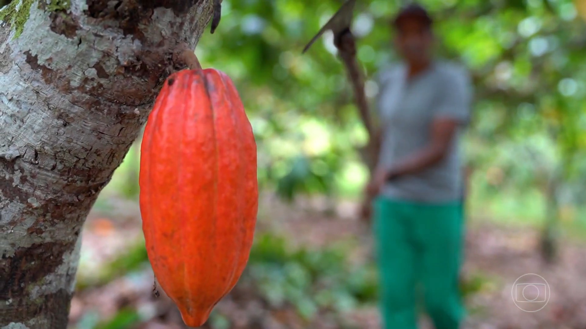 Criação de selo sustentável para cacau produzido no sul da Bahia deve ...