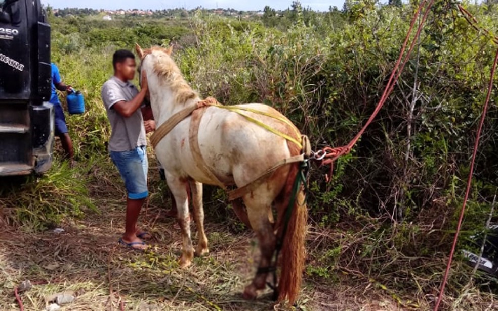 Homem e cavalo pulando uma cerca, placa 643 de &39;Animal