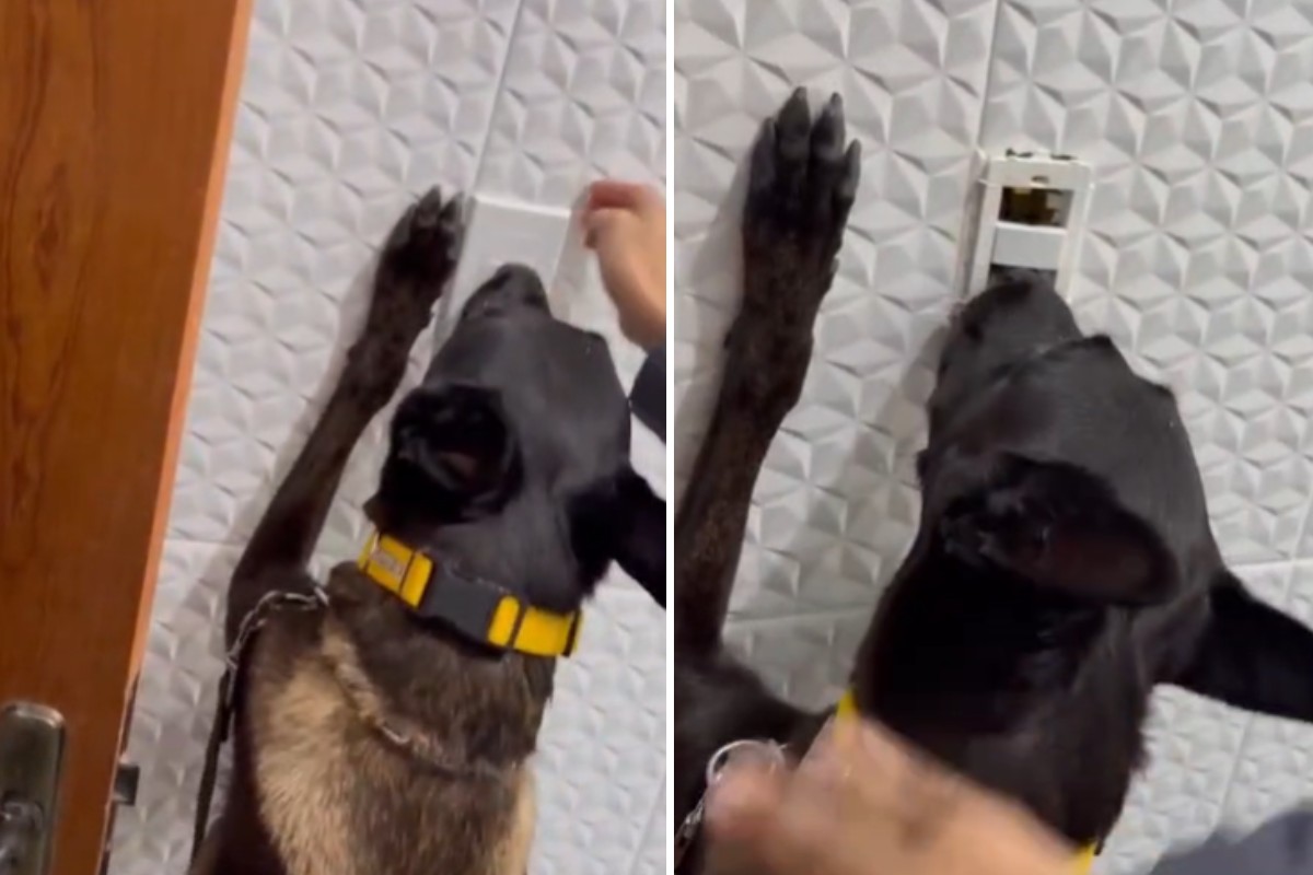 VÍDEO: cão policial encontra drogas escondidas em interruptor de energia e homem é preso no interior de SP