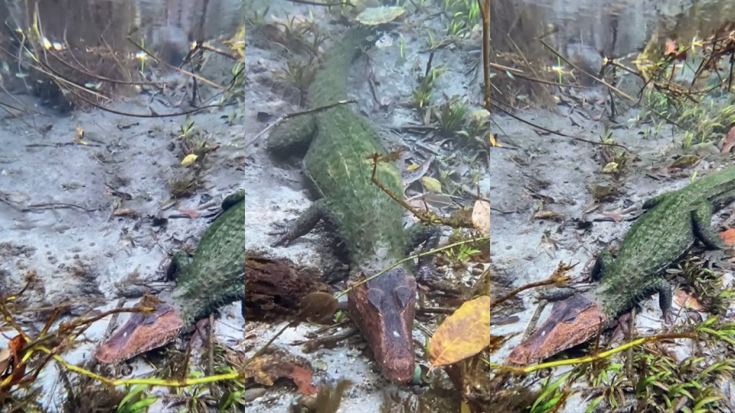 Jacaré de duas cores é visto submerso no Rio Sucuri e surpreende guia de turismo em MS; veja vídeo e entenda