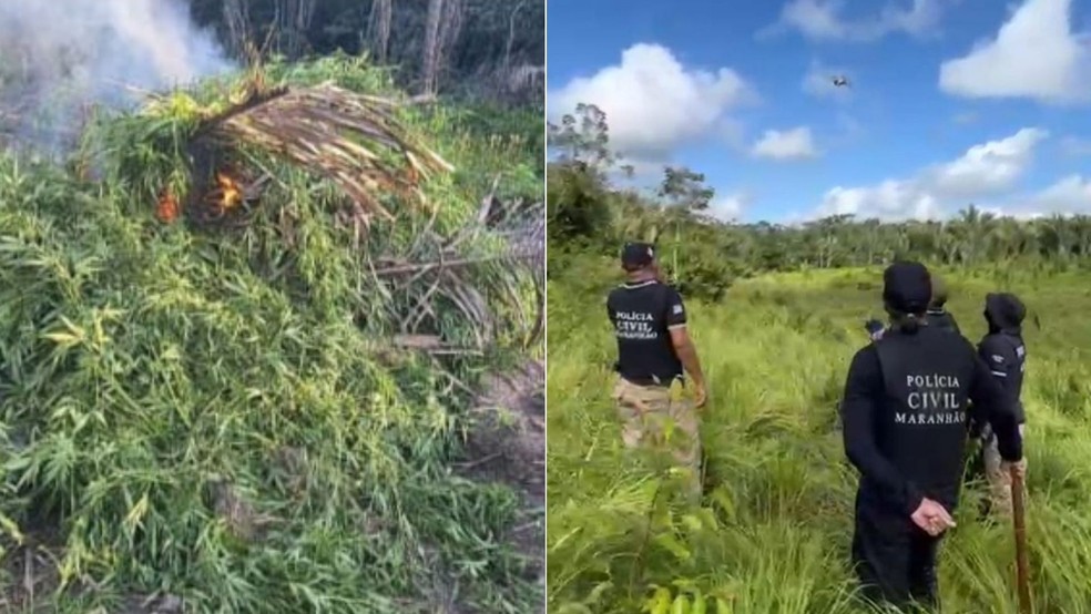 Polícia Civil localiza e destrói cerca de 10 mil pés de maconha na baixada maranhense — Foto: Divulgação/Polícia Civil do Maranhão