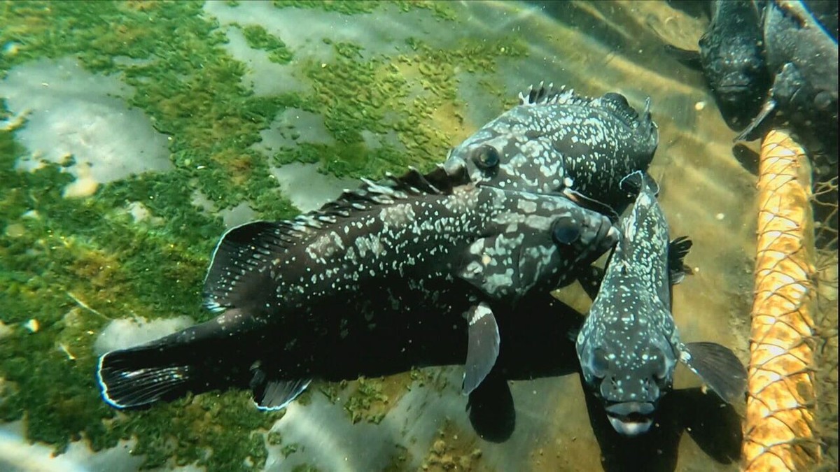 Criação de garoupa em cativeiro movimenta economia no sul da Bahia ...