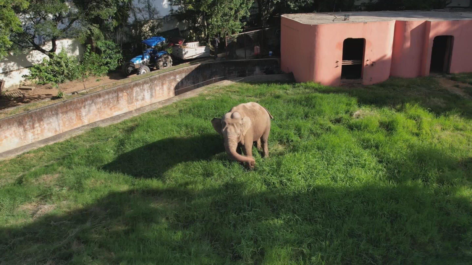 Justiça autoriza transferência do elefante Sandro para santuário no MT; prefeitura vai recorrer 