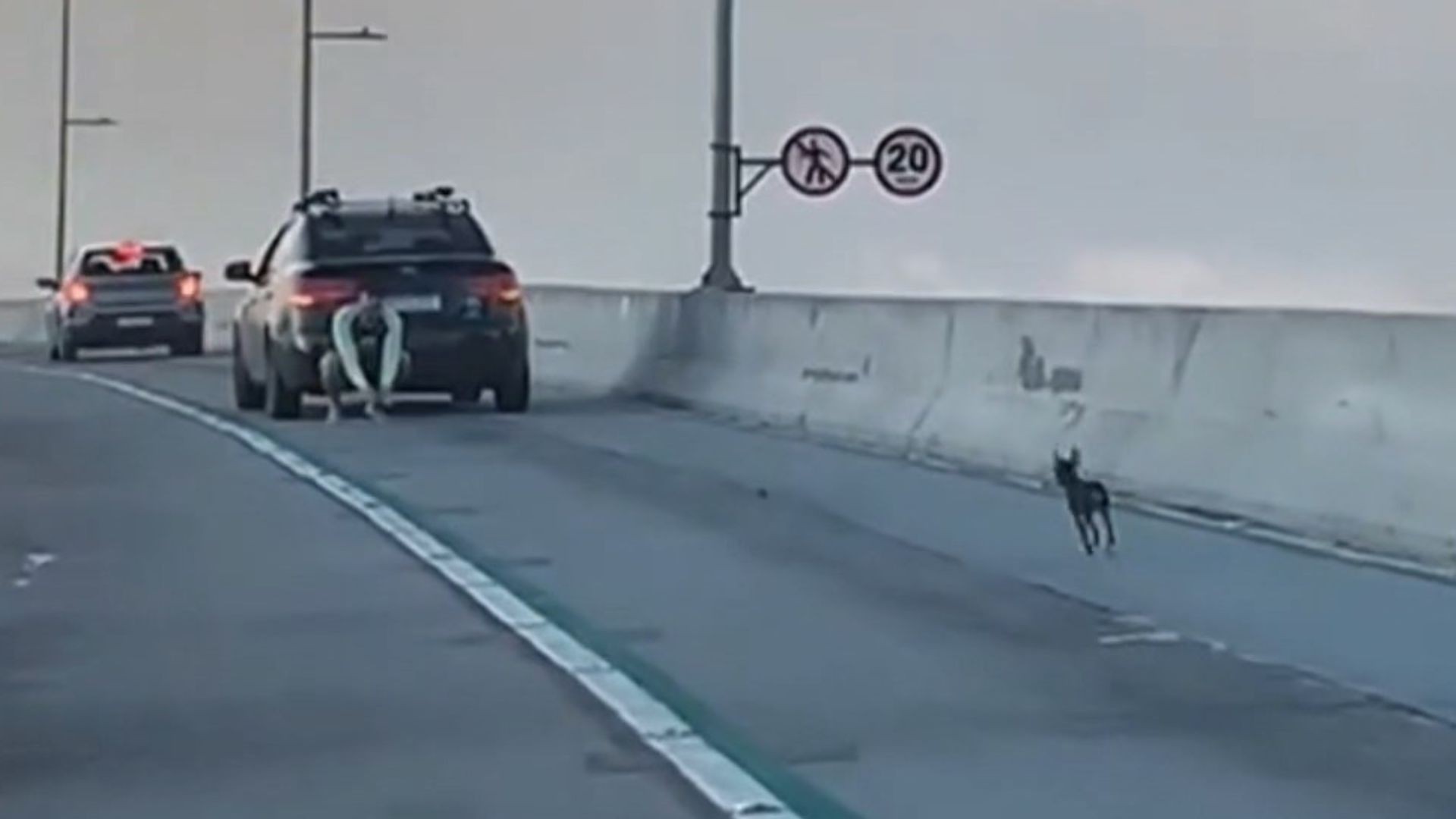 VÍDEO: pinscher perdido é escoltado por policiais e motoristas na Terceira Ponte, no ES