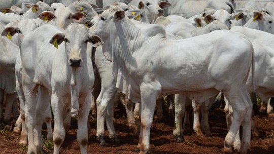 Parceria vai garantir doação de material genético para melhoria de rebanho bovino em MS - Foto: (Arquivo: Anderson Viegas/g1 MS)