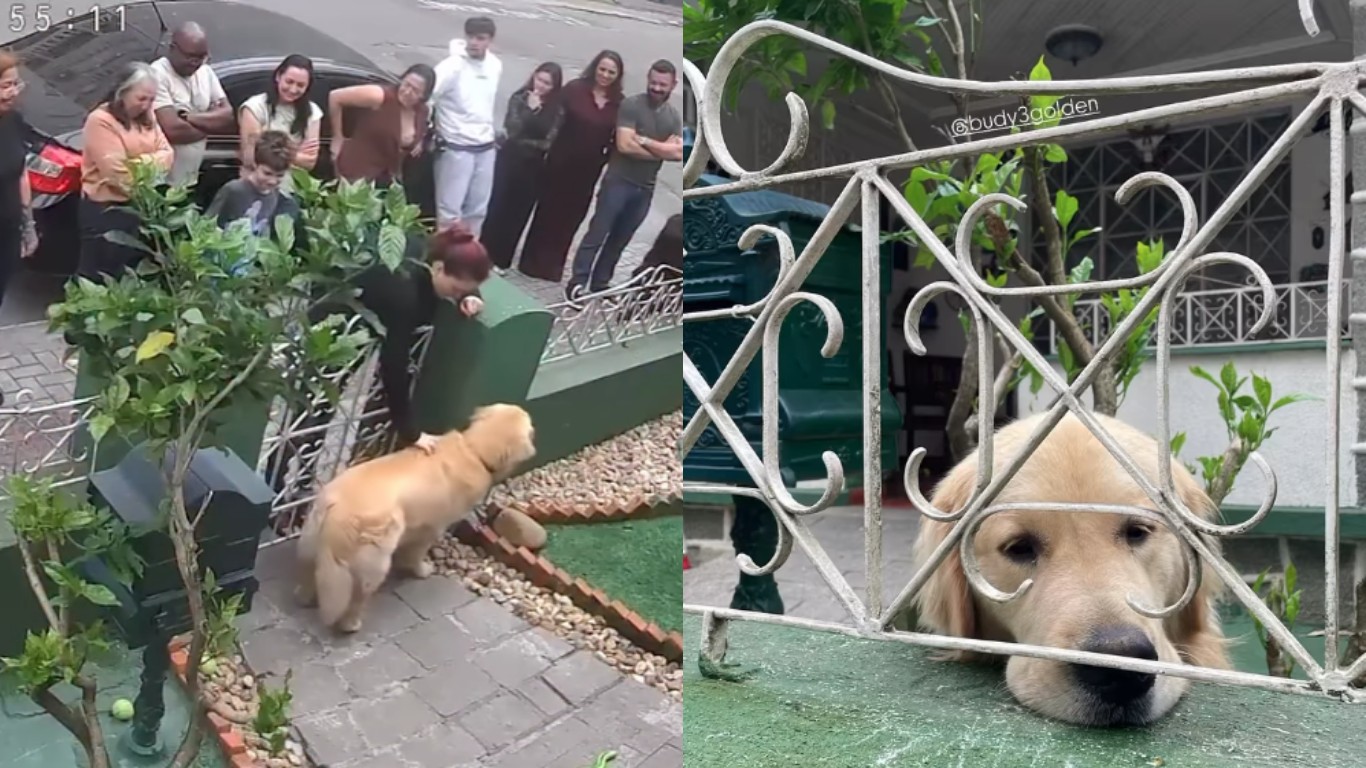 Golden retriever que virou atração no portão da própria casa recebeu 300 'fãs' em um único dia, diz tutora