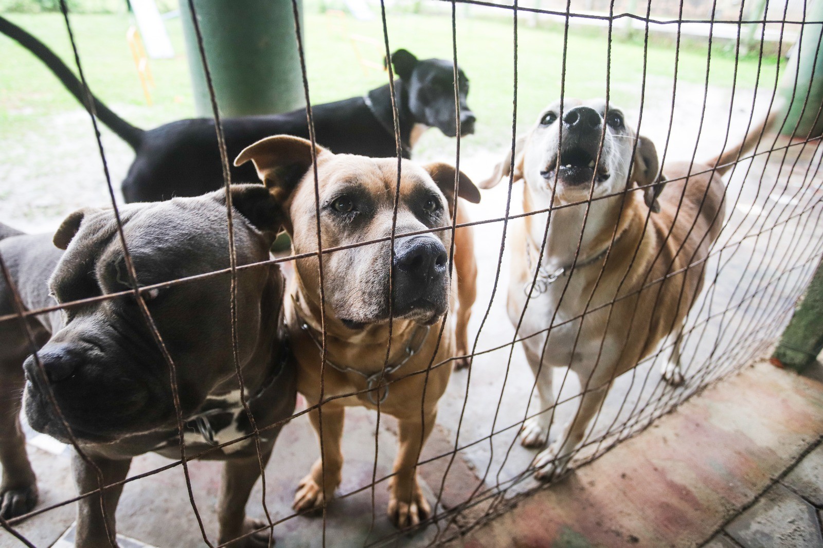 Cachorros vão para ‘psicólogo’ enquanto aguardam adoção em Florianópolis