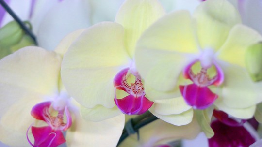 Como cultivar orquídeas - Material gratuito explica os principais métodos de cultivo, além de dar dicas sobre o controle de pragas e doenças.