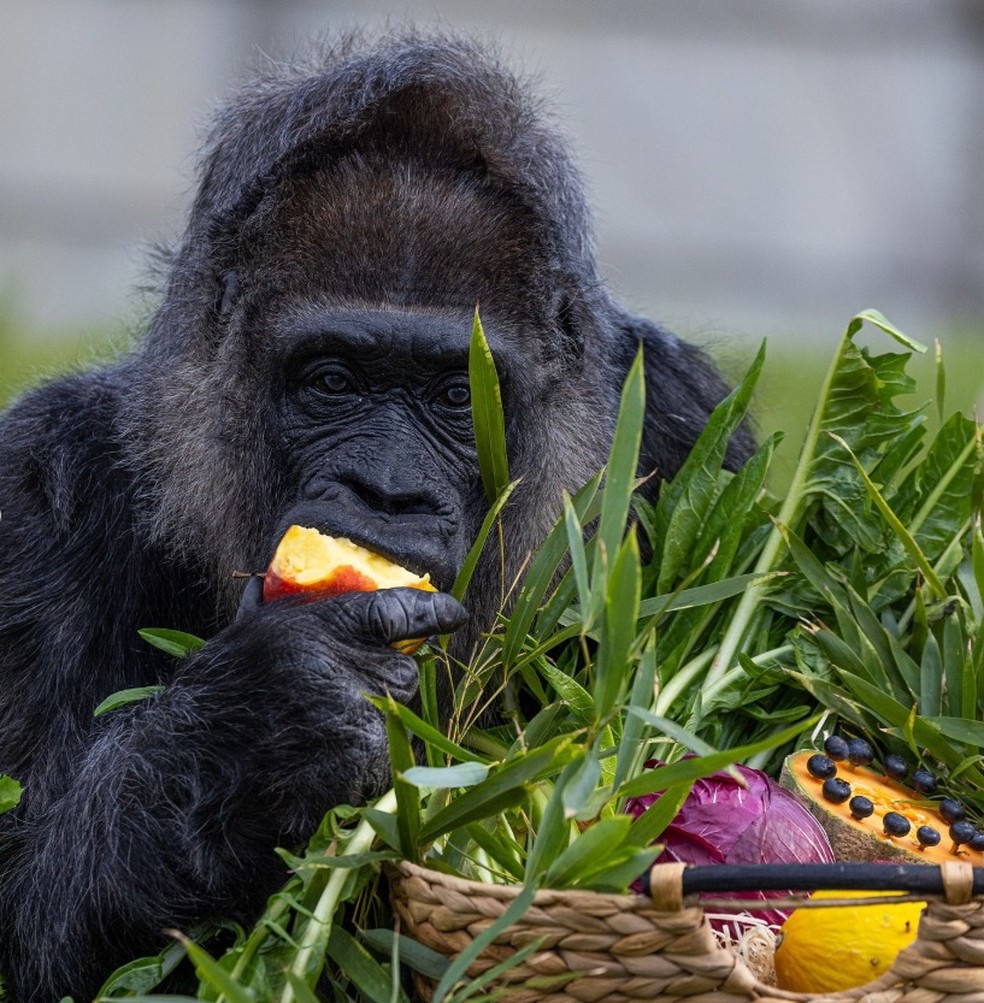 Fatou está desde 1959 em zoológico — Foto: Divulgação/Zoológico de Berlim