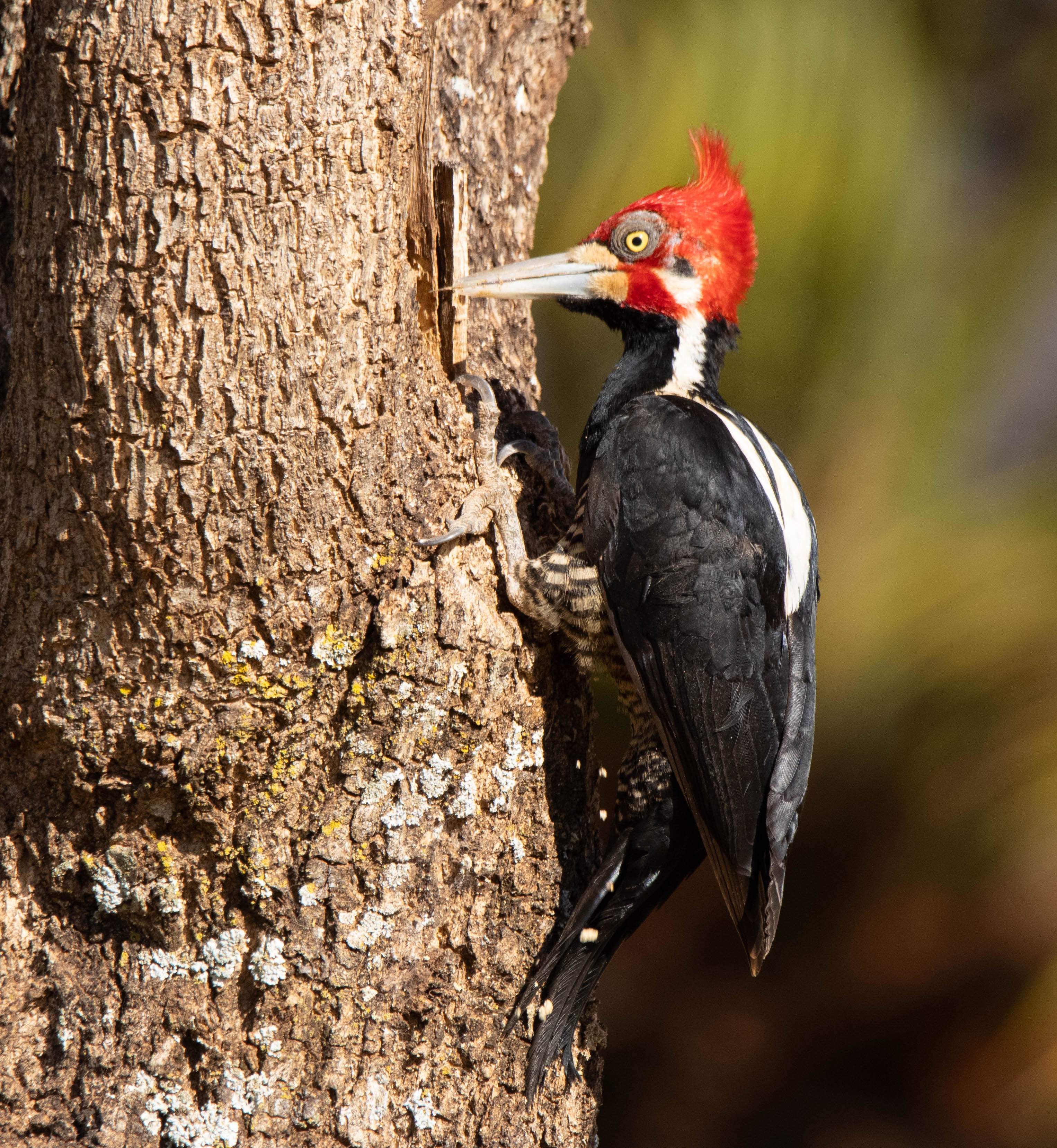 Kızıl Tepeli Ağaçkakan (Campephilus melanoleucos) — Fotoğraf: Carol Ferreira