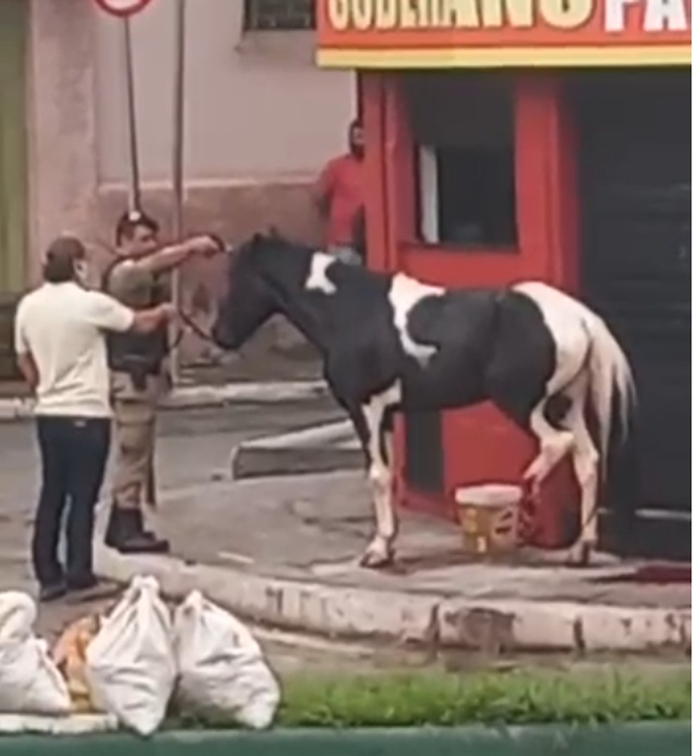 Cavalo é sacrificado em uma das principais avenidas de Nova Lima e causa  comoção em moradores, Minas Gerais