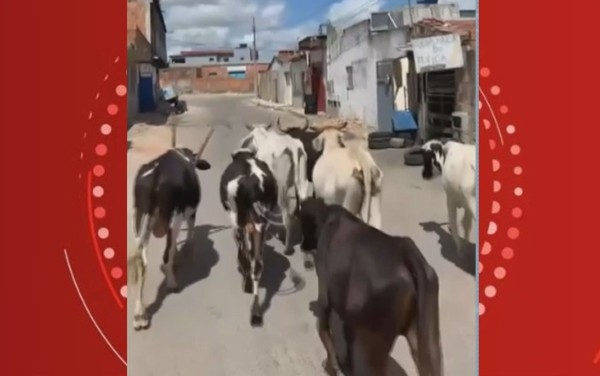 Oito bois foram apreendidos em Serrinha, na quinta-feira (13). — Foto: Reprodução/Redes Sociais
