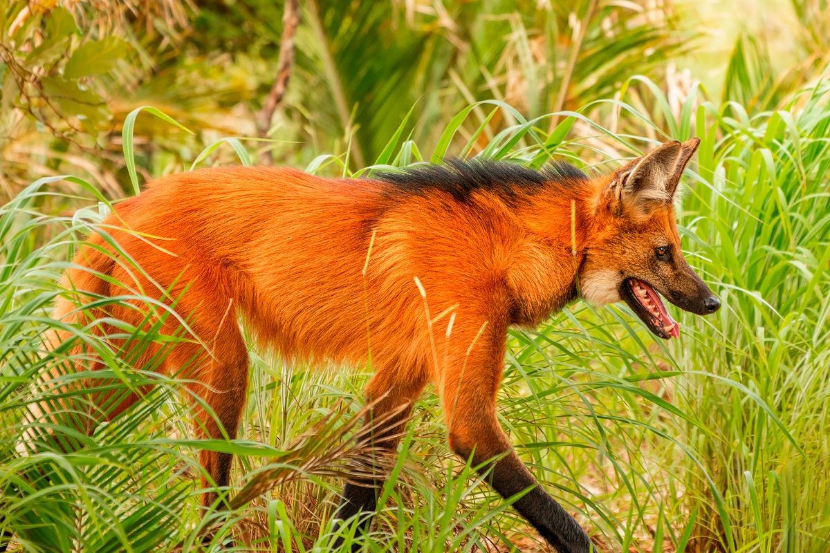 Entenda por que o lobo-guará ajuda a alimentar lenda do lobisomem no Brasil