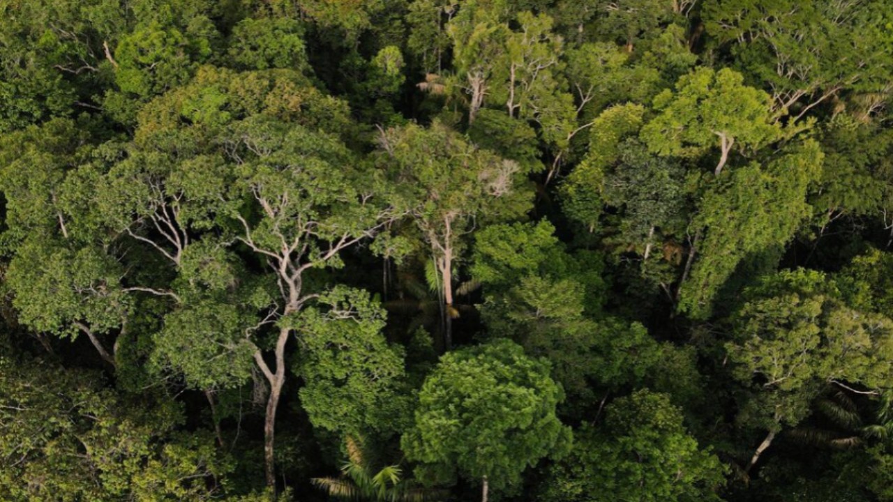 Amazonas mantém 94,6% de vegetação, mas enfrenta avanço de pressões em fronteiras e na BR-319, aponta MapBiomas