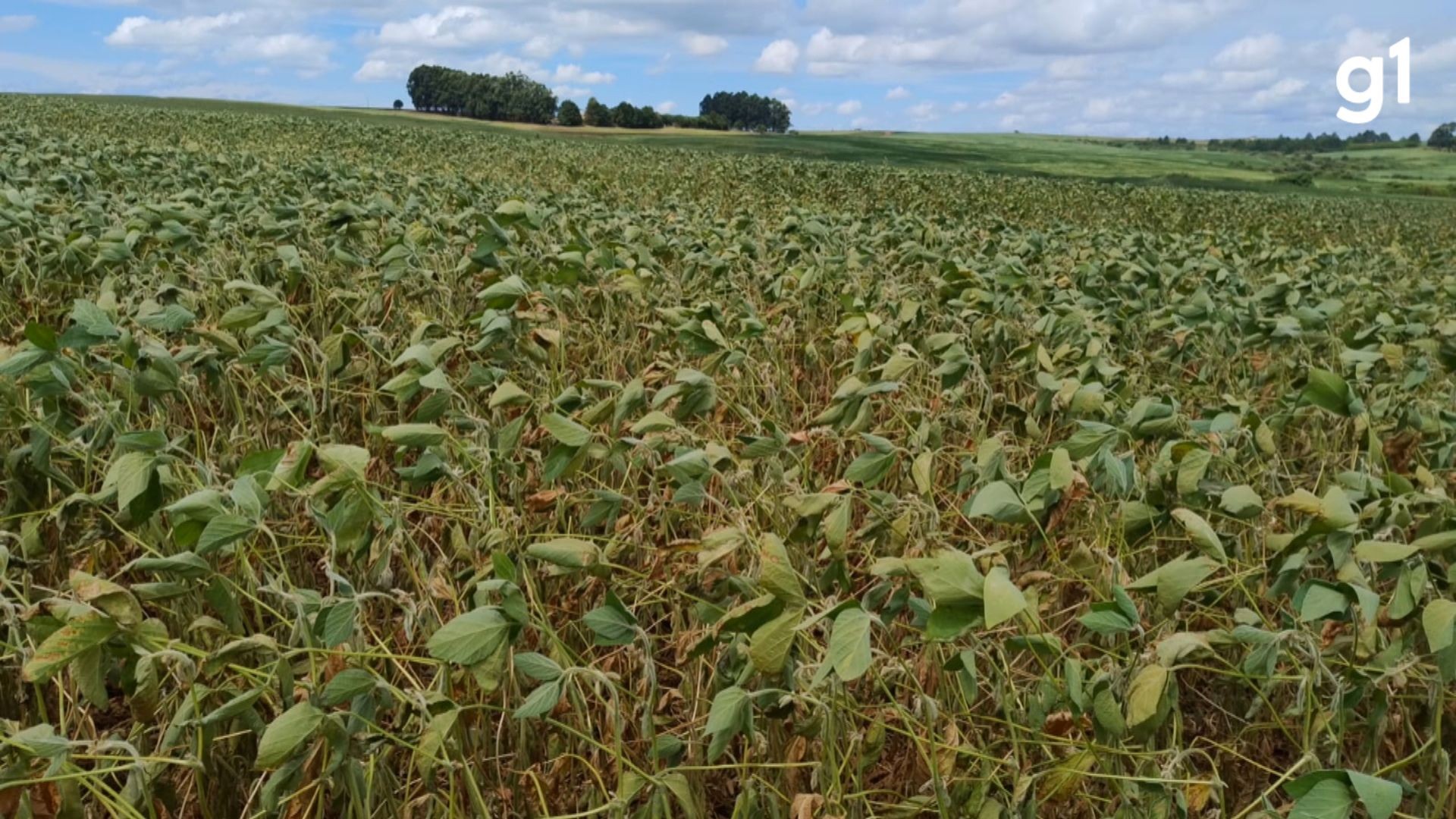 Estiagem prejudica safra da soja e cidade do RS decreta situação de emergência por conta da seca