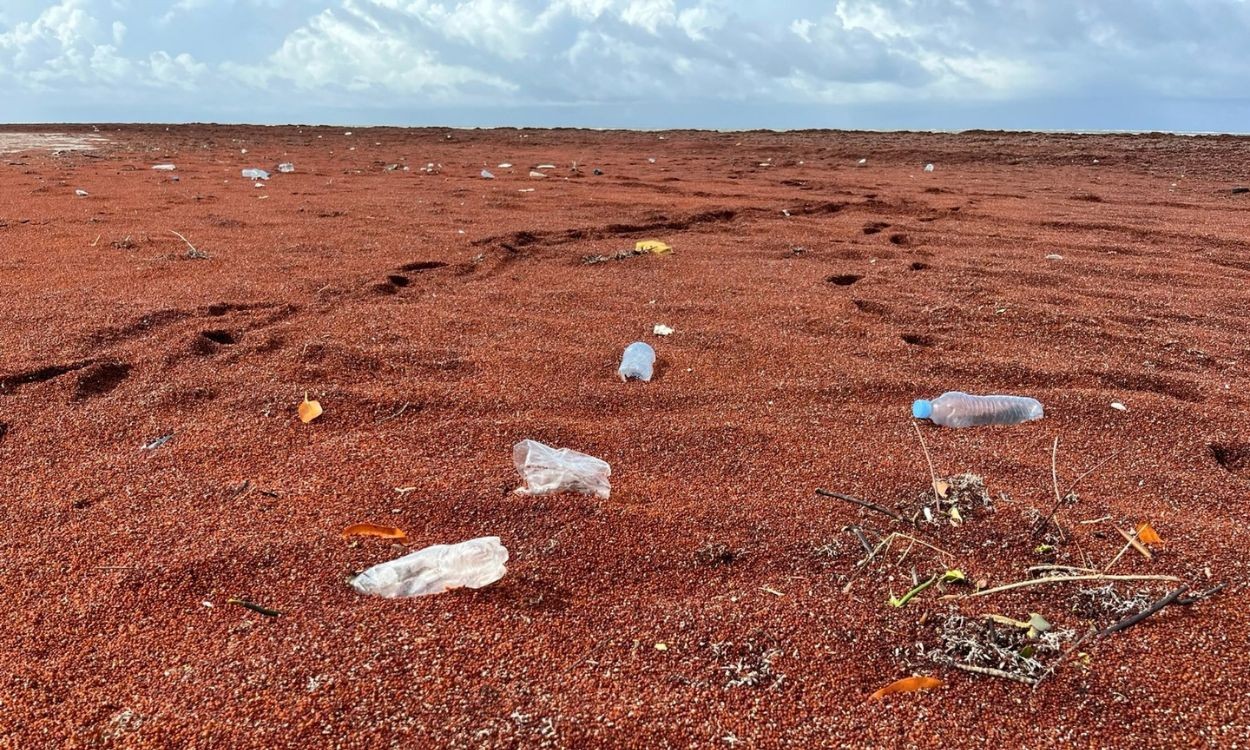 Toneladas de sargaço encalham no Brasil e afetam pesca e turismo, aponta estudo