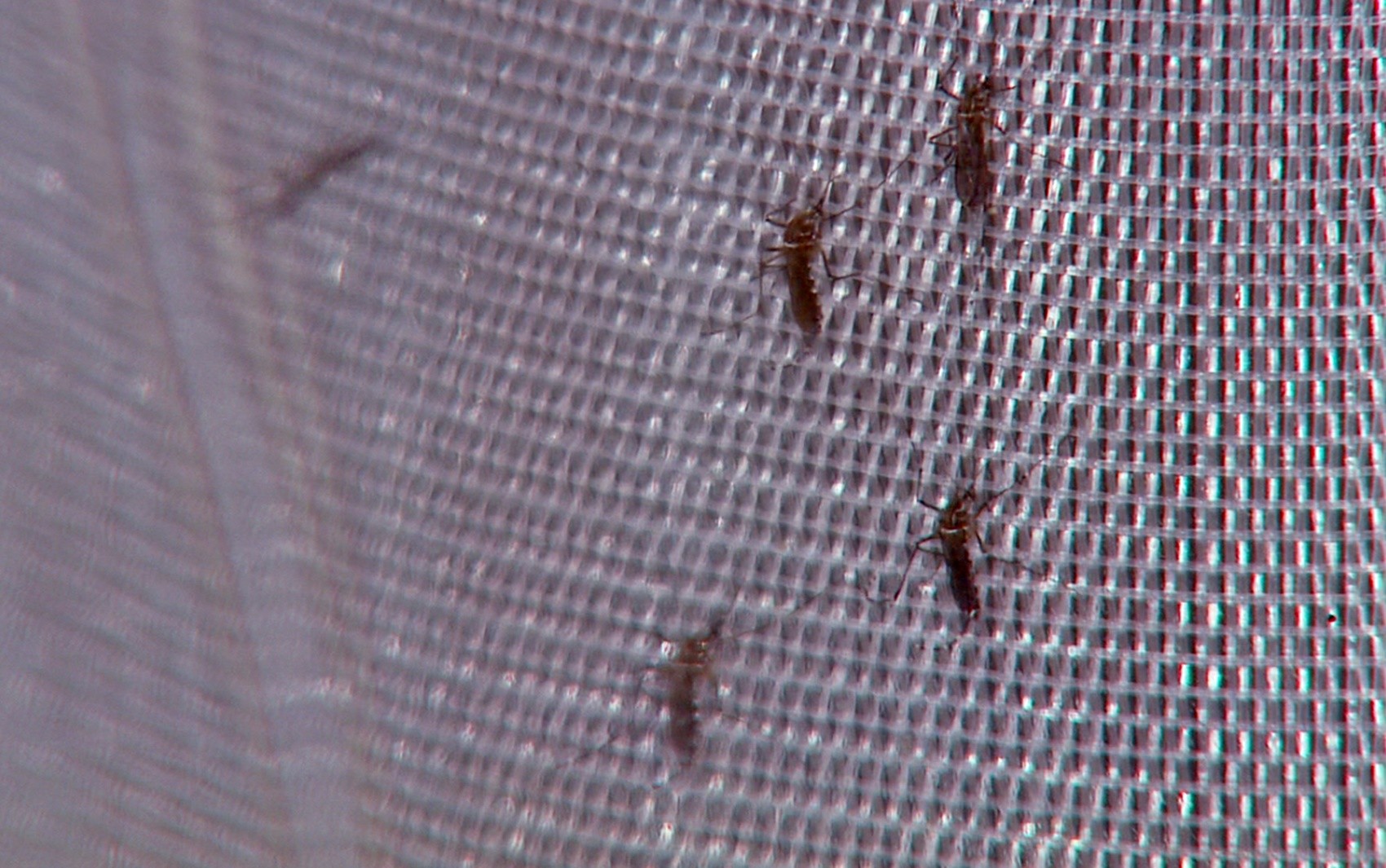 Jacareí e Roseira registram novas mortes por dengue; região chega a 62 óbitos pela doença em 2024