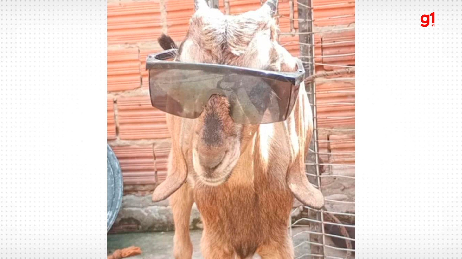 Bode viraliza ao brincar de 'batatinha frita 1, 2, 3' com crianças em rua de Floriano, no Piauí