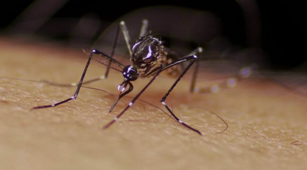 Dengue: hospital de campaña en el DF comienza a funcionar el lunes (5), dice secretaria |  Distrito Federal