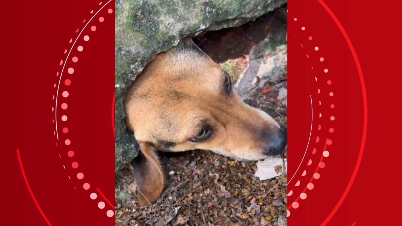 Cachorro tenta alcançar pudim em calçada, fica entalado em muro e é salvo por bombeiros no Paraná