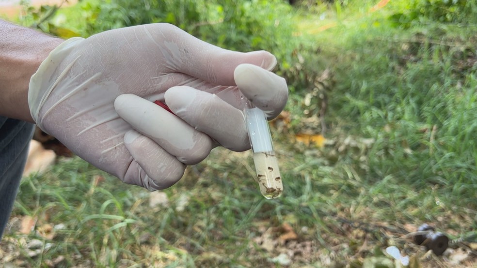 Amostra de larvas do mosquito da dengue — Foto: Reprodução/RBS TV