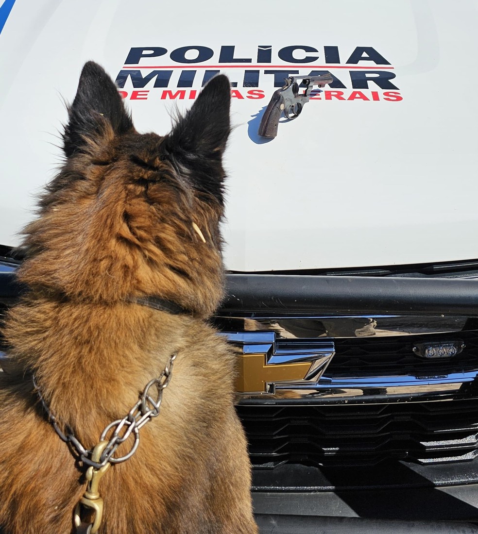 Cão farejador encontrou arma em lote próximo à casa do casal — Foto: Rondas Ostensivas com Cães (ROCCA)/Divulgação