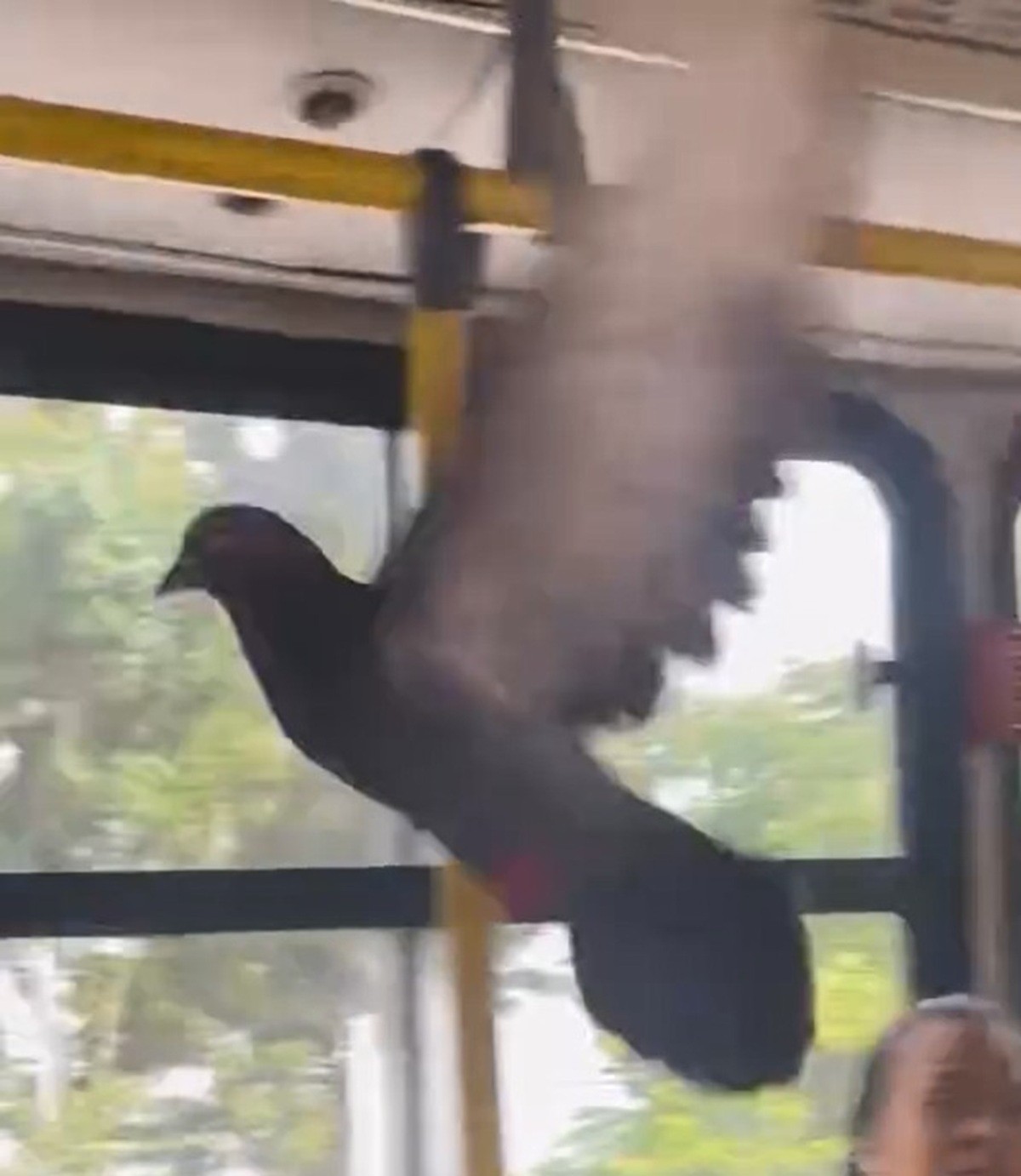 Pombo 'anda de ônibus' no Grande Recife, assustando passageiros, e cena viraliza; VÍDEO
