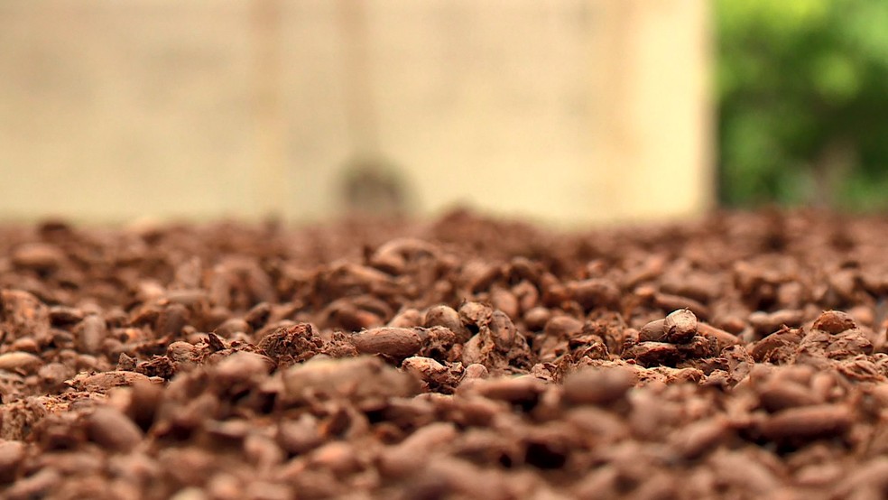 Cacau é a matéria-prima do chocolate. Fazenda do Espírito Santo investe em sustentabilidade. — Foto: Reprodução/TV Gazeta