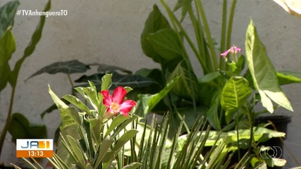 Meteorologista explica que a falta de chuva reduz os efeitos da primavera nas plantas