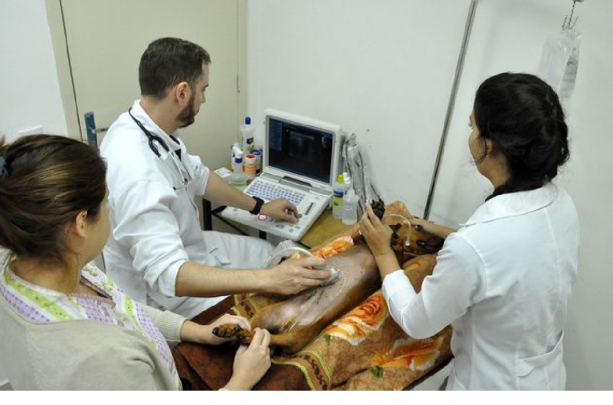 UFJF abre licitação para construção de clínica veterinária e laboratórios no campus