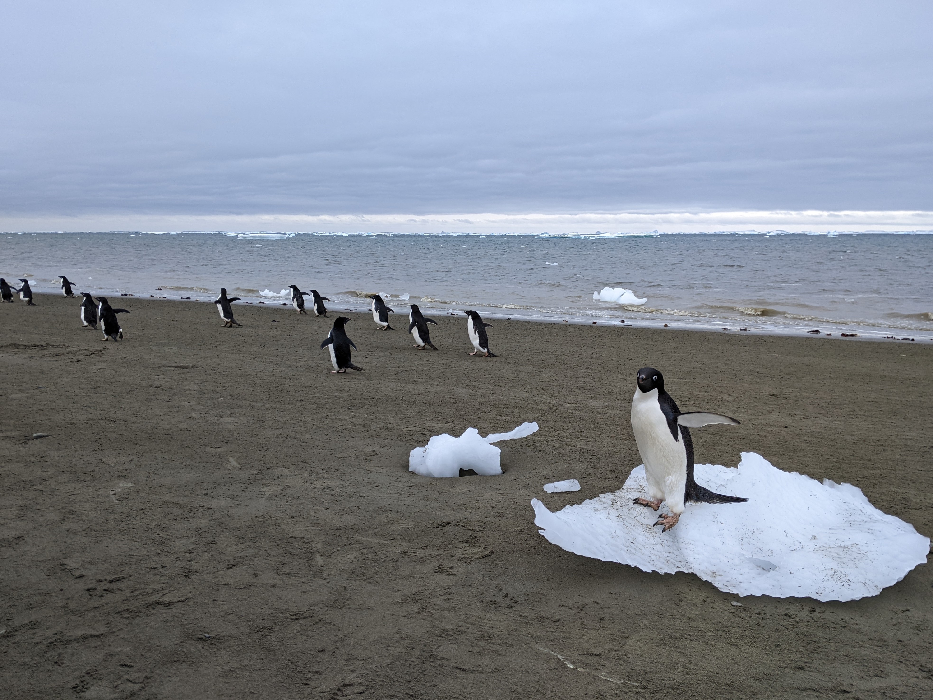 Fezes de pinguins impulsionam formação de partículas que influenciam o clima na Antártida