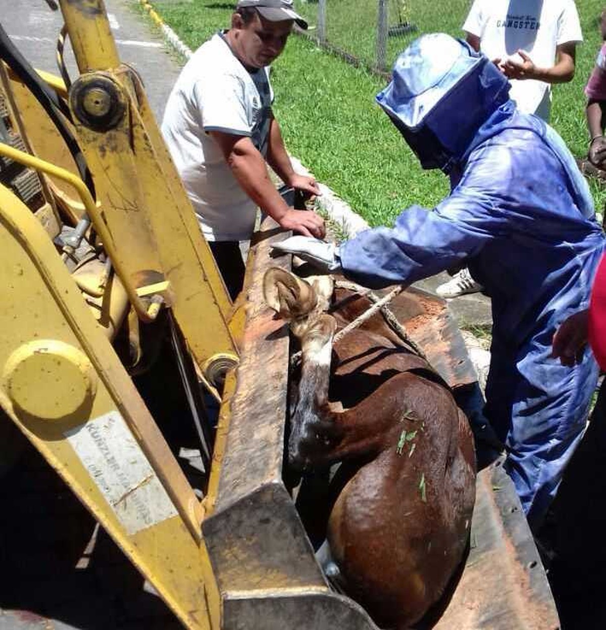 Ataque de abelhas mata dois cavalos no bairro Pinhalzinho