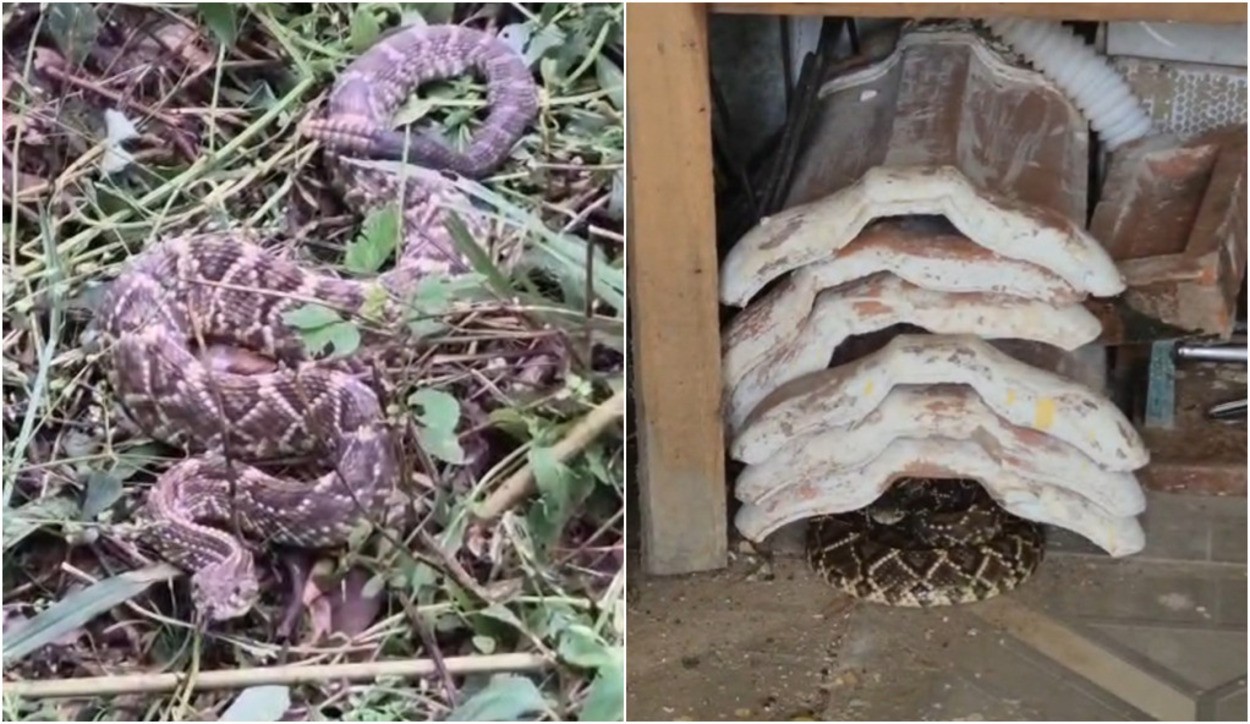 VÍDEO: cobra cascavel venenosa de 1,5 metro é achada na casa de idosos no interior de SP