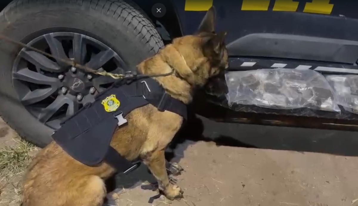 Mulher é presa com mais de 4 kg de haxixe em ônibus na Via Dutra, em Piraí
