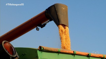 Produtores reclamam do preço do grão