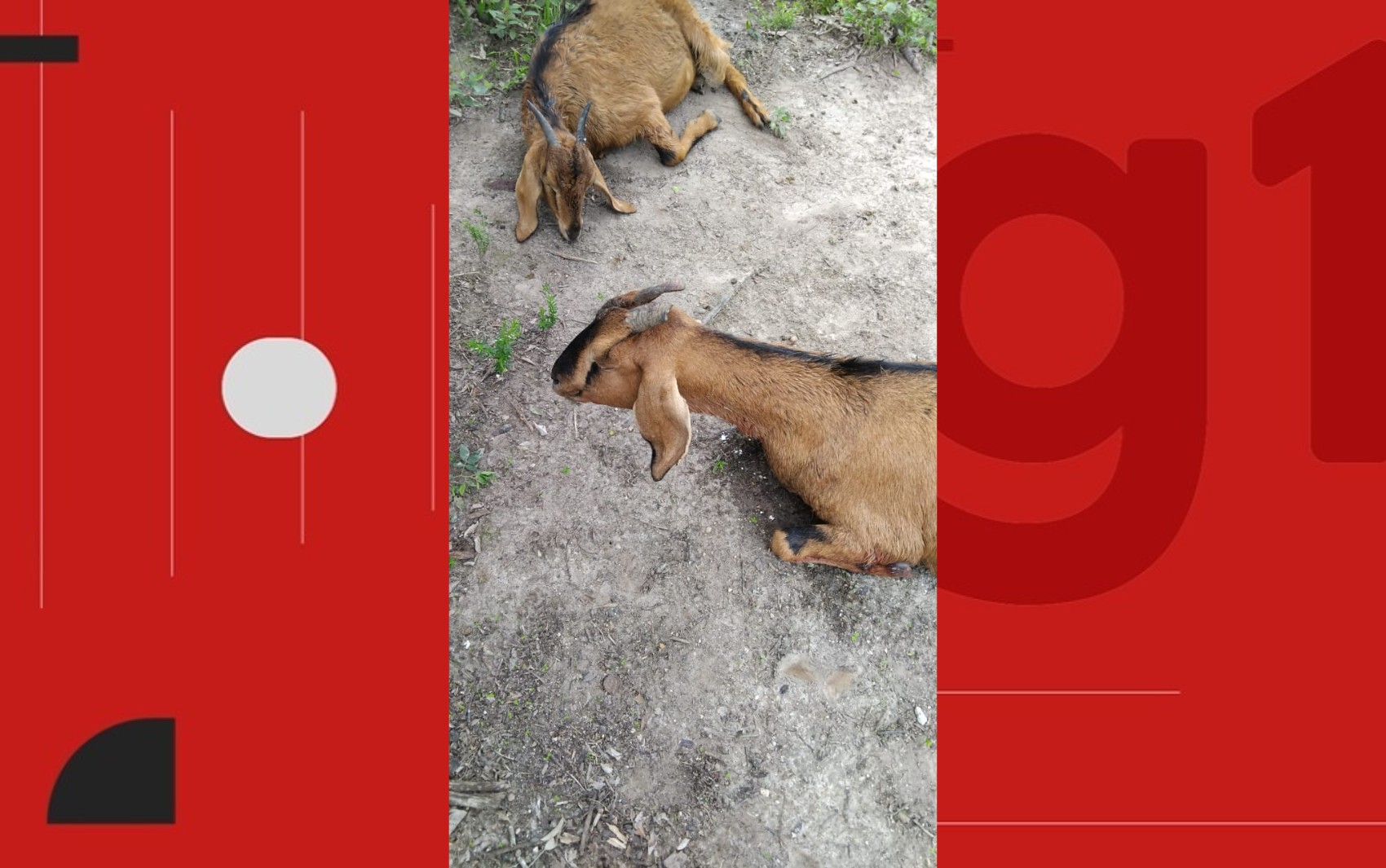 Seis cabras prenhas morrem após ataque de cães em 