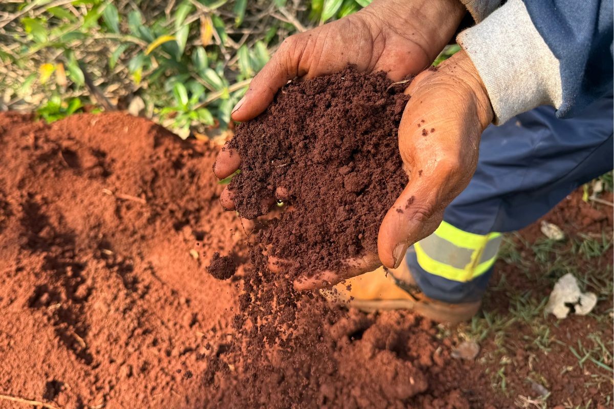 Entre poeira e poesia: o que fez Campo Grande ter apelido de 'Cidade Morena'