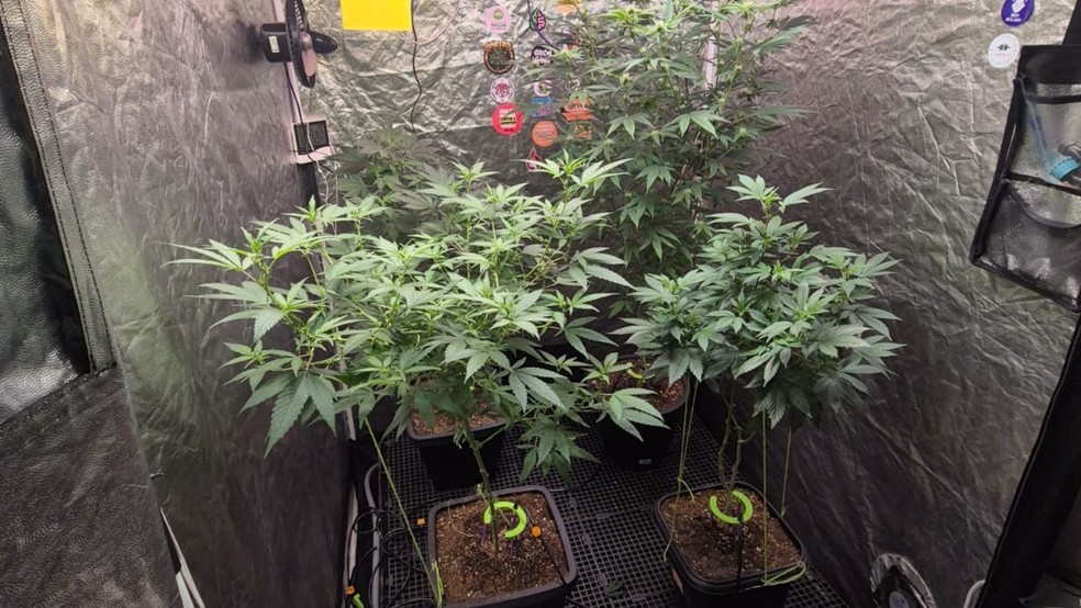 Polícia desarticula laboratório de maconha montado em estabelecimento comercial no Bairro Bom Futuro, em Fortaleza. — Foto: Polícia Militar/ Divulgação