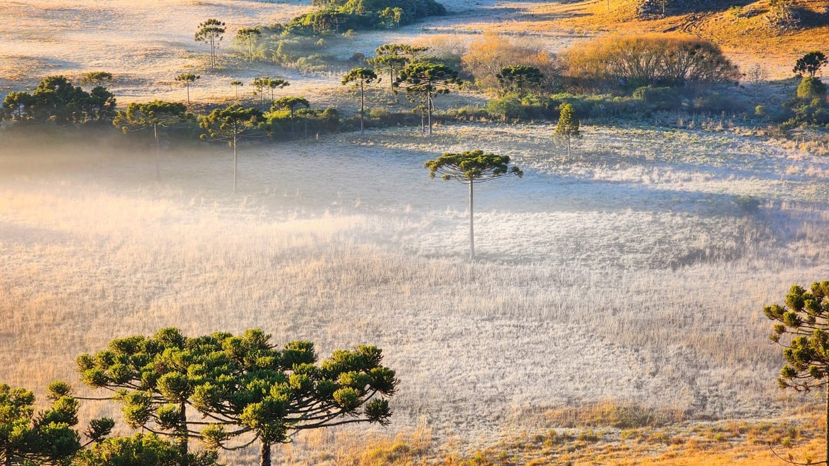 Geada muda a paisagem em amanhecer próximo de 0ºC na Serra de SC; FOTOS ...